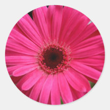 Pink Gerbera Daisy Stickers