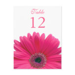 Pink Gerbera Daisy Table Number Card Postcards