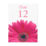Pink Gerbera Daisy Table Number Card Postcards