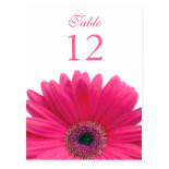 Pink Gerbera Daisy Table Number Card Postcards