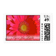 Pink Gerbera Daisy Wedding Stamp