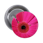 pink gerbera flower button buttons