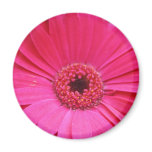 pink gerbera flower fridge magnet magnets
