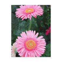 Pink gerbera flowers postcards