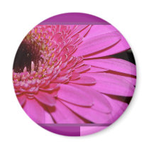 Pink Gerbera magnets