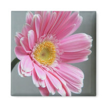 Pink Gerbera magnets