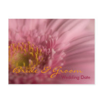 Pink Gerbera • Order of the Day Postcard