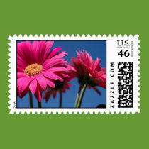 Pink Gerbera Postage Stamp
