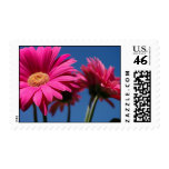 Pink Gerbera Postage Stamp
