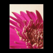 Pink Gerbera Postcard postcards