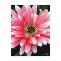 Pink Gerbera Postcard