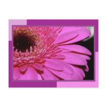 Pink Gerbera postcards