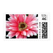 Pink Gerbera Stamp