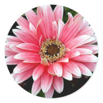 Pink Gerbera stickers