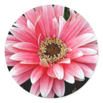 Pink Gerbera stickers