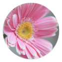 Pink Gerbera stickers