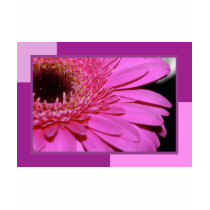 Pink Gerbera t-shirts