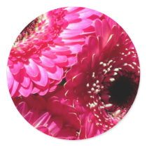 Pink Gerberas stickers