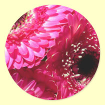 Pink Gerberas stickers