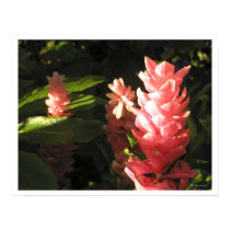 Pink Ginger No Maryann Tropical Poster Print by naturalilly Pink Ginger No Maryann Tropical Poster Print