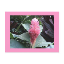 Pink Ginger Postcard