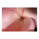 Pink Gladiola Poster/Print - Bordered