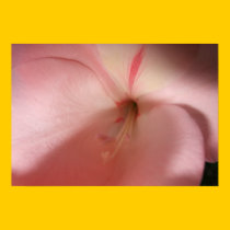 Pink Gladiola Poster/Print - Bordered