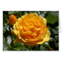 "Pink Gold Rose Bud" Notes cards