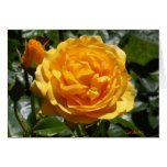 "Pink Gold Rose Bud" Notes cards