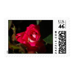 Pink Gorgeous Rose Flower Postage