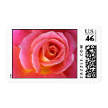 Pink Granada Rose Close Up Postage Stamps