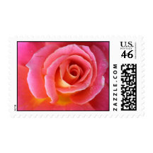 Pink Granada Rose Close Up Postage Stamps