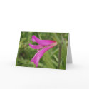 Pink Grass Flower Greeting Card by emele1 Pink Grass Flower Greeting Card