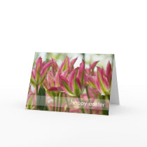 Pink & Green Variegated Tulips DSC0796 Greeting Card