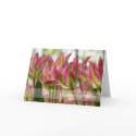 Pink & Green Variegated Tulips DSC0796 cards