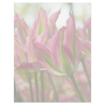 Pink & Green Variegated Tulips DSC0796 letterhead