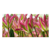 Pink & Green Variegated Tulips DSC0796 Photo Card