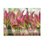 Pink & Green Variegated Tulips DSC0796 Postcard