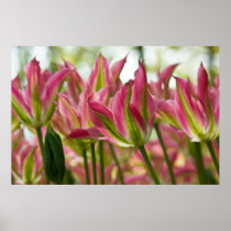 Pink & Green Variegated Tulips DSC0796 Poster