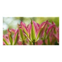 Pink & Green Variegated Tulips Macro DSC0797 Photo Cards