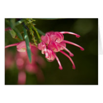 Pink Grevillea Greeting Card