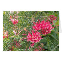 Pink Grevillea Flowers Greeting Card