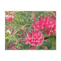 Pink Grevillea Flowers Postcards