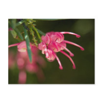 Pink Grevillea Post Card
