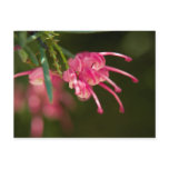 Pink Grevillea postcards