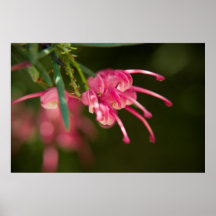 Pink Grevillea Print