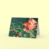 Pink half open garden rose cards