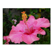 Pink Hawaii Hibiscus Post Cards