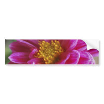 Pink Heart Dahlia Bumper Stickers