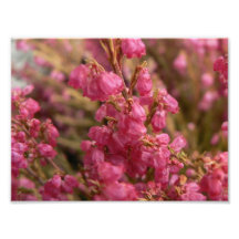 Pink Heather flowers Photo Print
